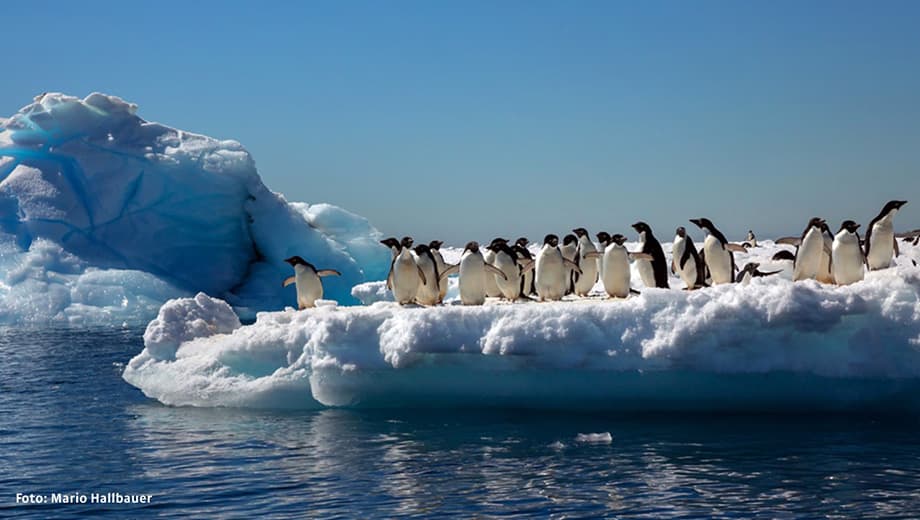 Pinguine auf Eisschollen